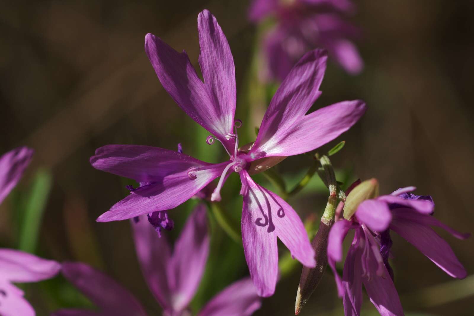 Plancia ëd Clarkia biloba (Dur.) A. Nels. & J. F. Macbr.