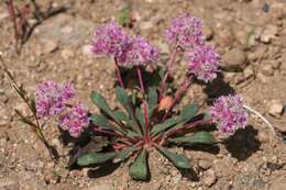 صورة Cistanthe monosperma (E. Greene) M. A. Hershkovitz