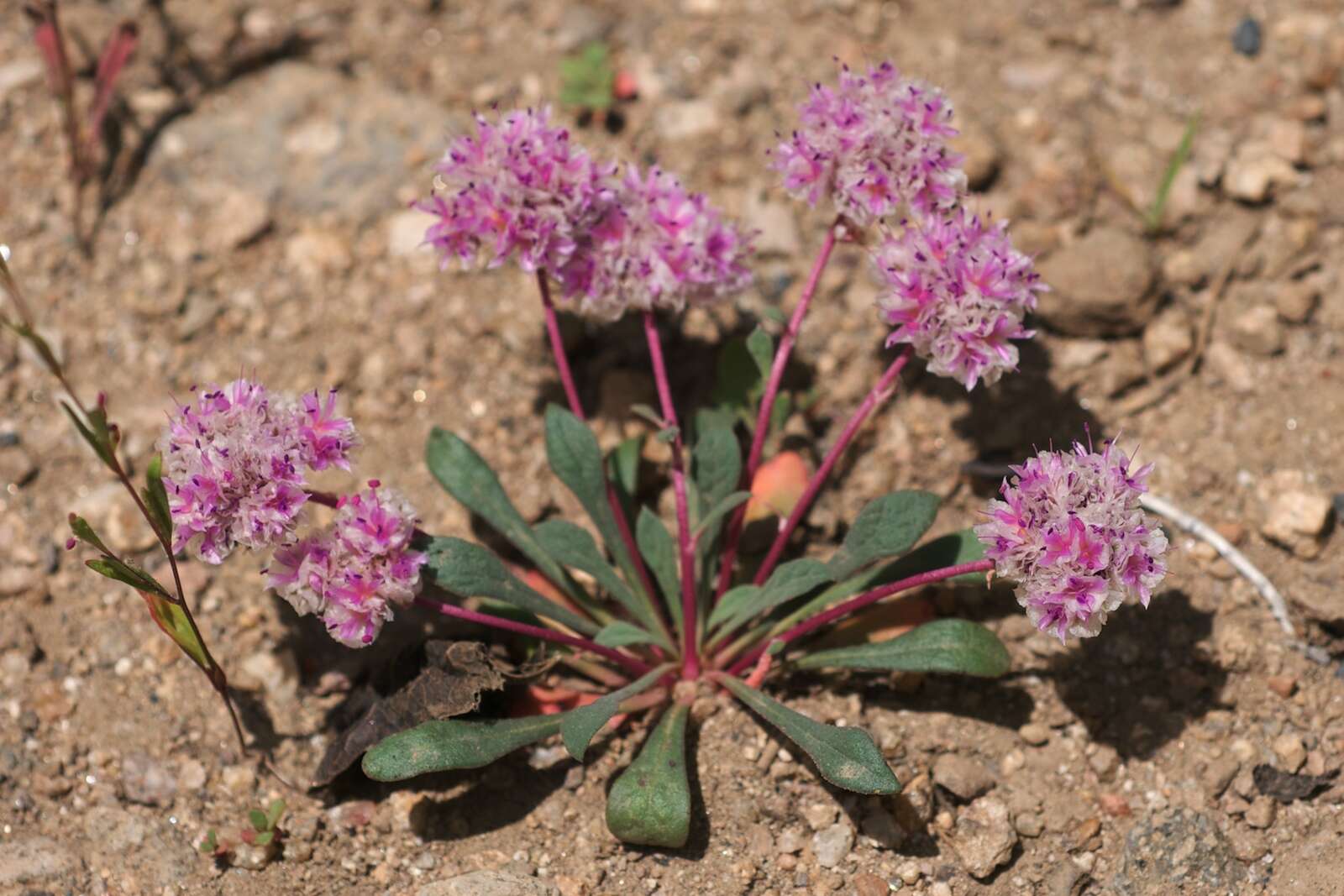 صورة Cistanthe monosperma (E. Greene) M. A. Hershkovitz