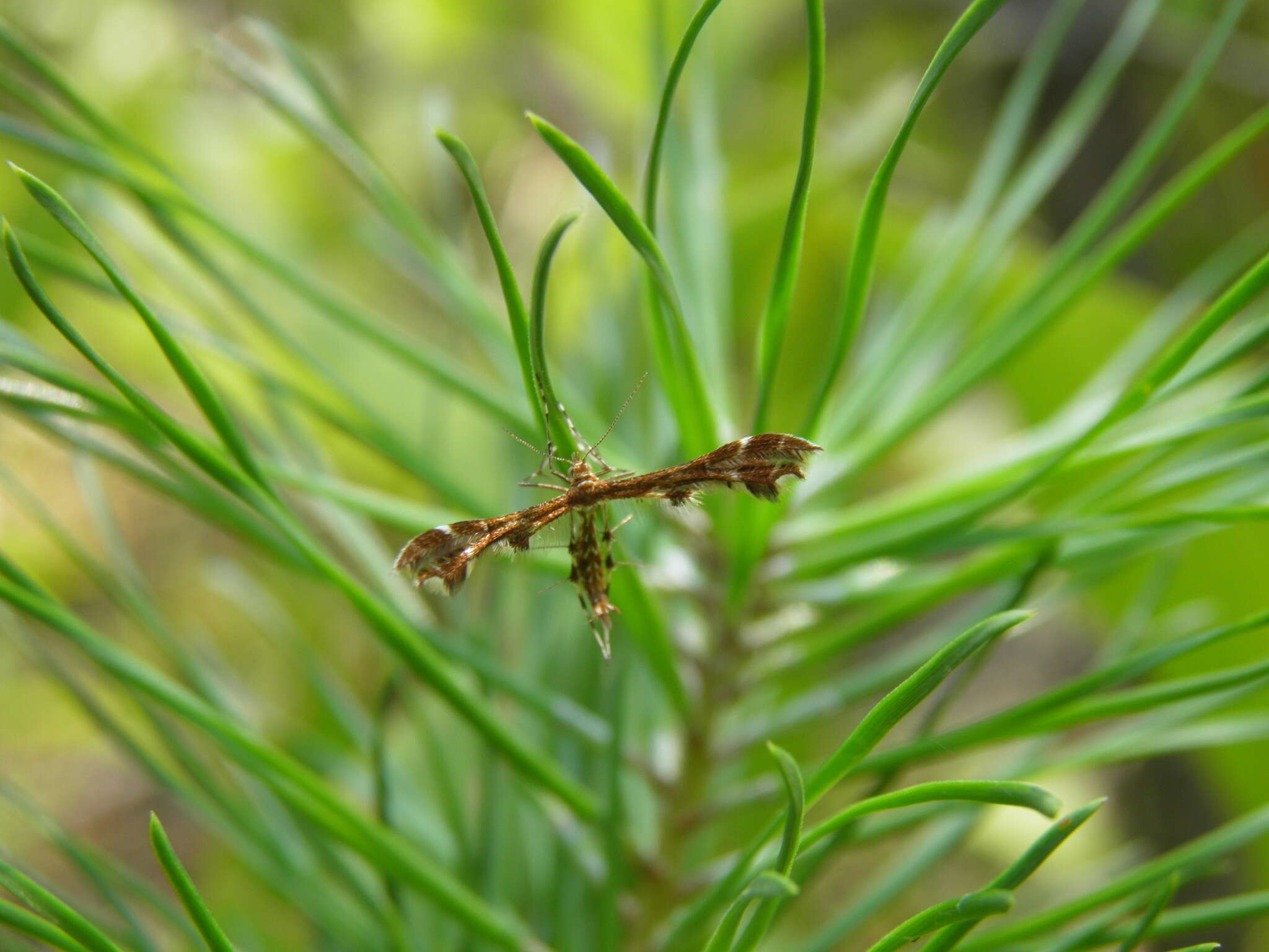 Imagem de Oxyptilus ericetorum (Stainton 1851)