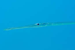 Image of Bluespotted cornetfish
