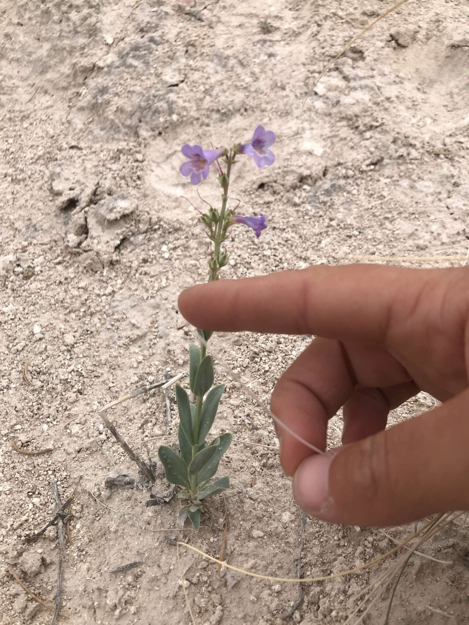 Image of Penstemon lentus var. lentus