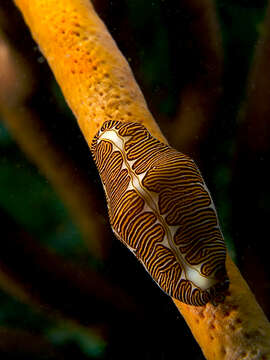 Image of Fingerprint cowry