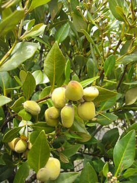 Image of Gray Mangrove