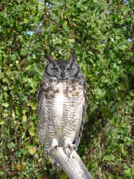 Image of Spotted Eagle-Owl