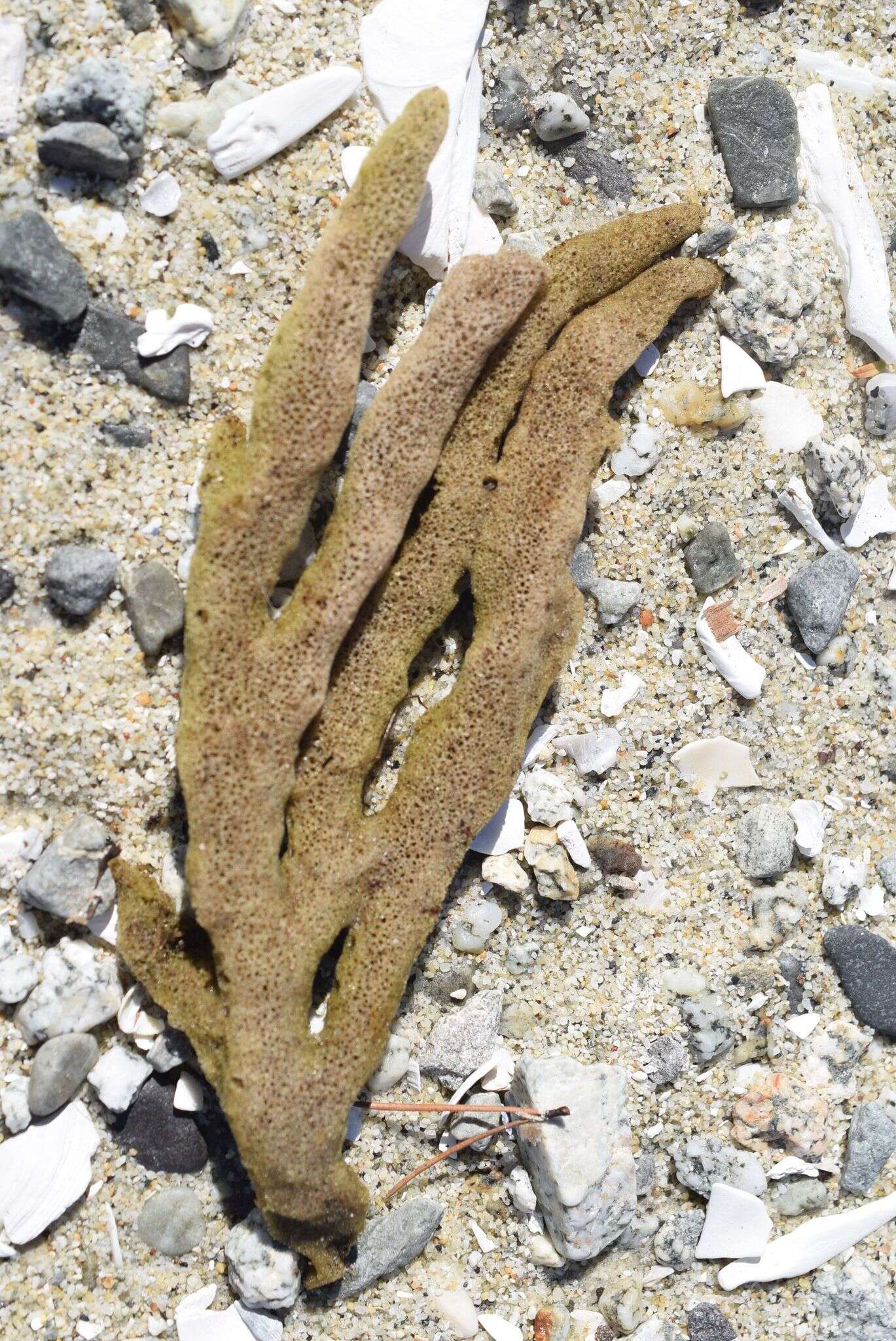 Image of glove horny sponge