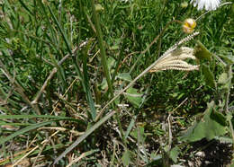 Image de Chloris cucullata Bisch.