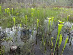 Image of Sarracenia flava var. rugelii (Shuttlew. ex DC.) Mast.