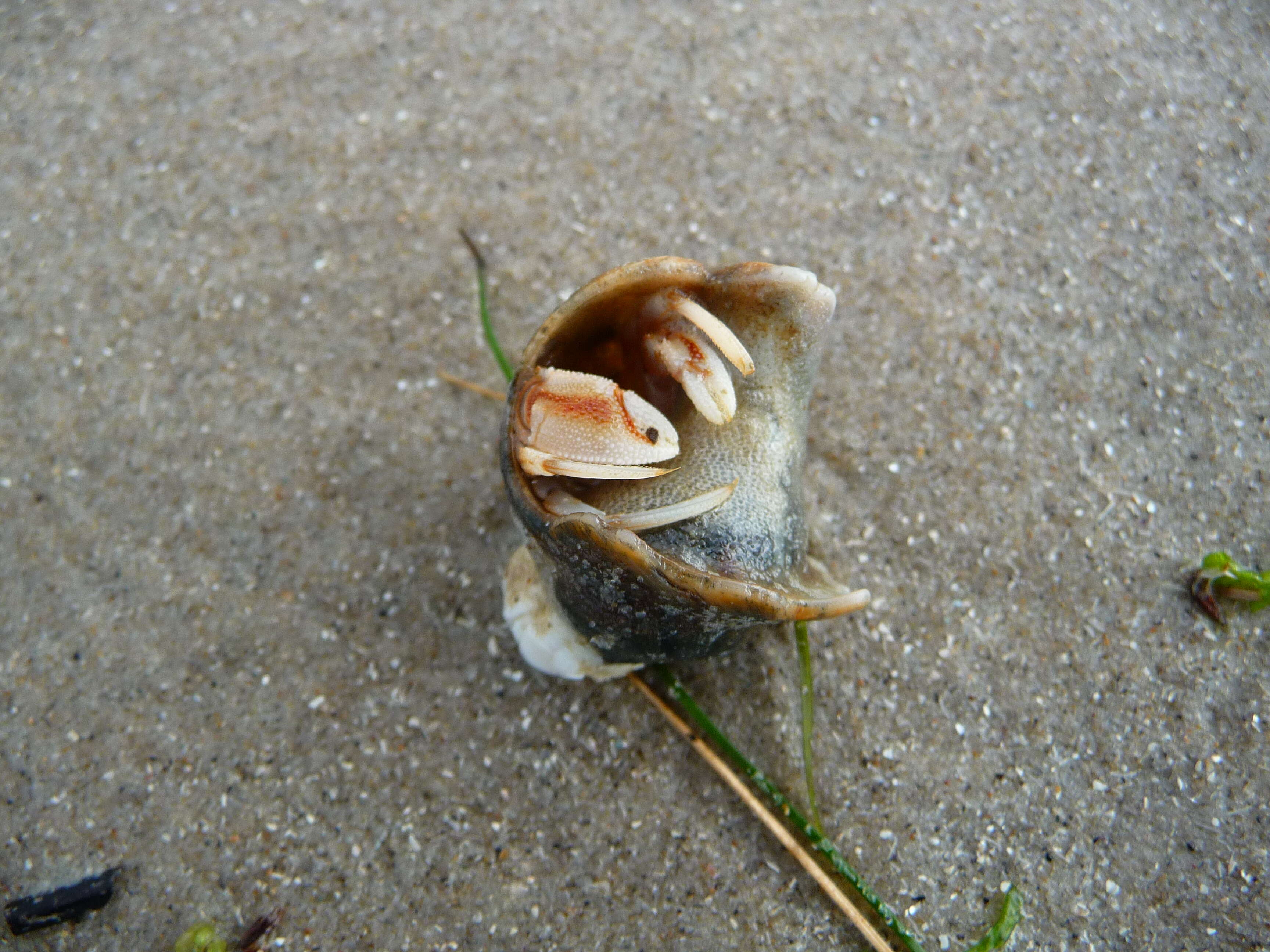 Image of Common whelk