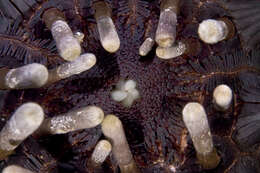 Image of Imperial urchin