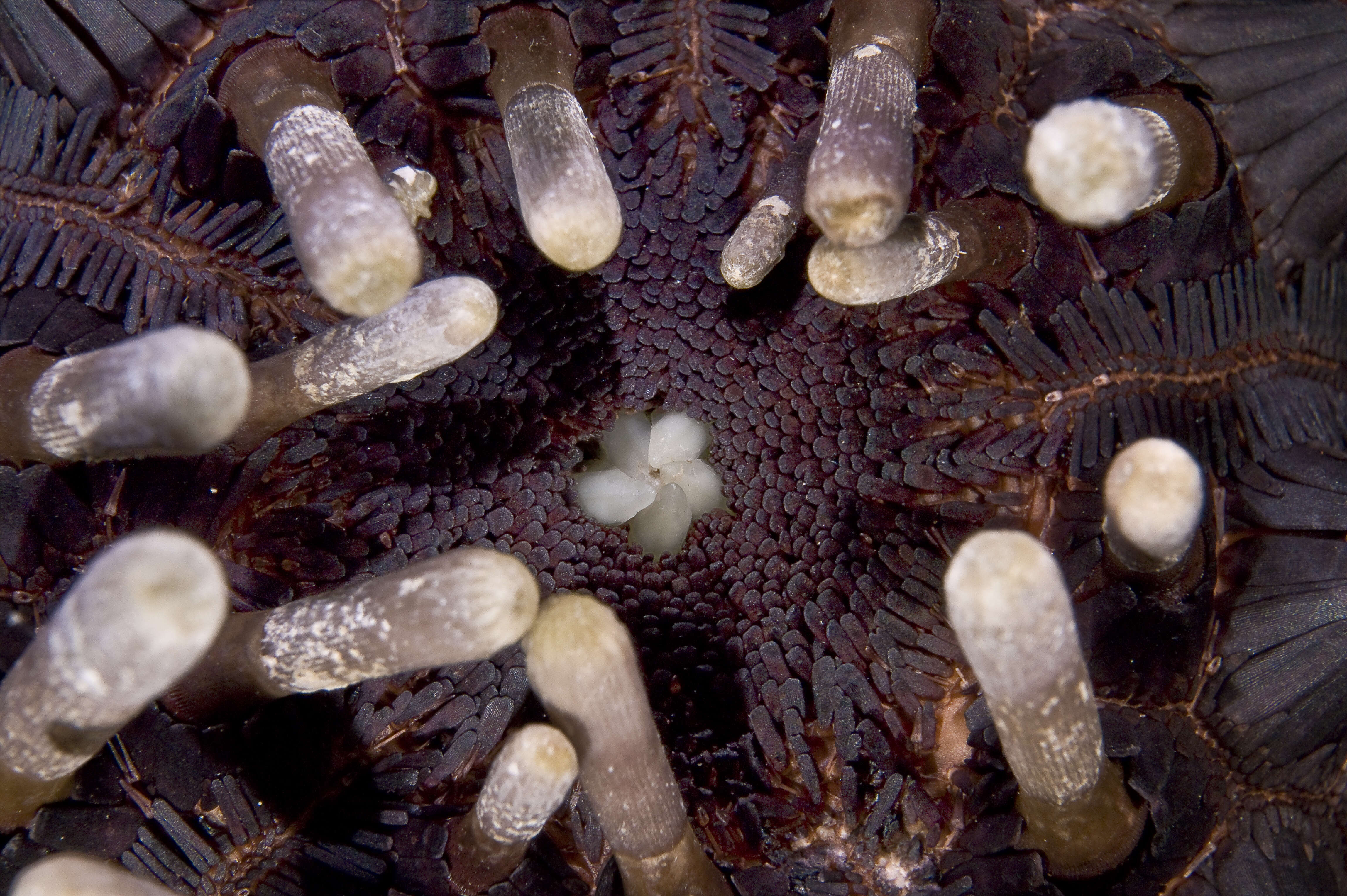 Image of Imperial urchin