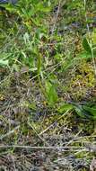 Image of adder's-tongue