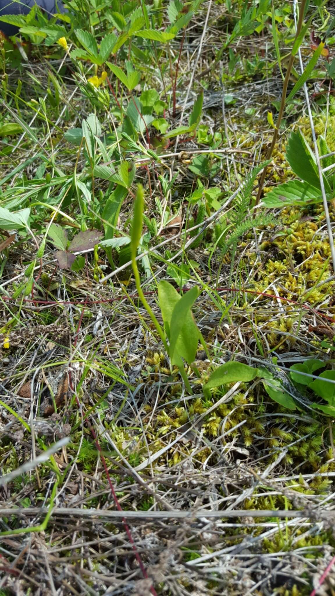 Image of adder's-tongue