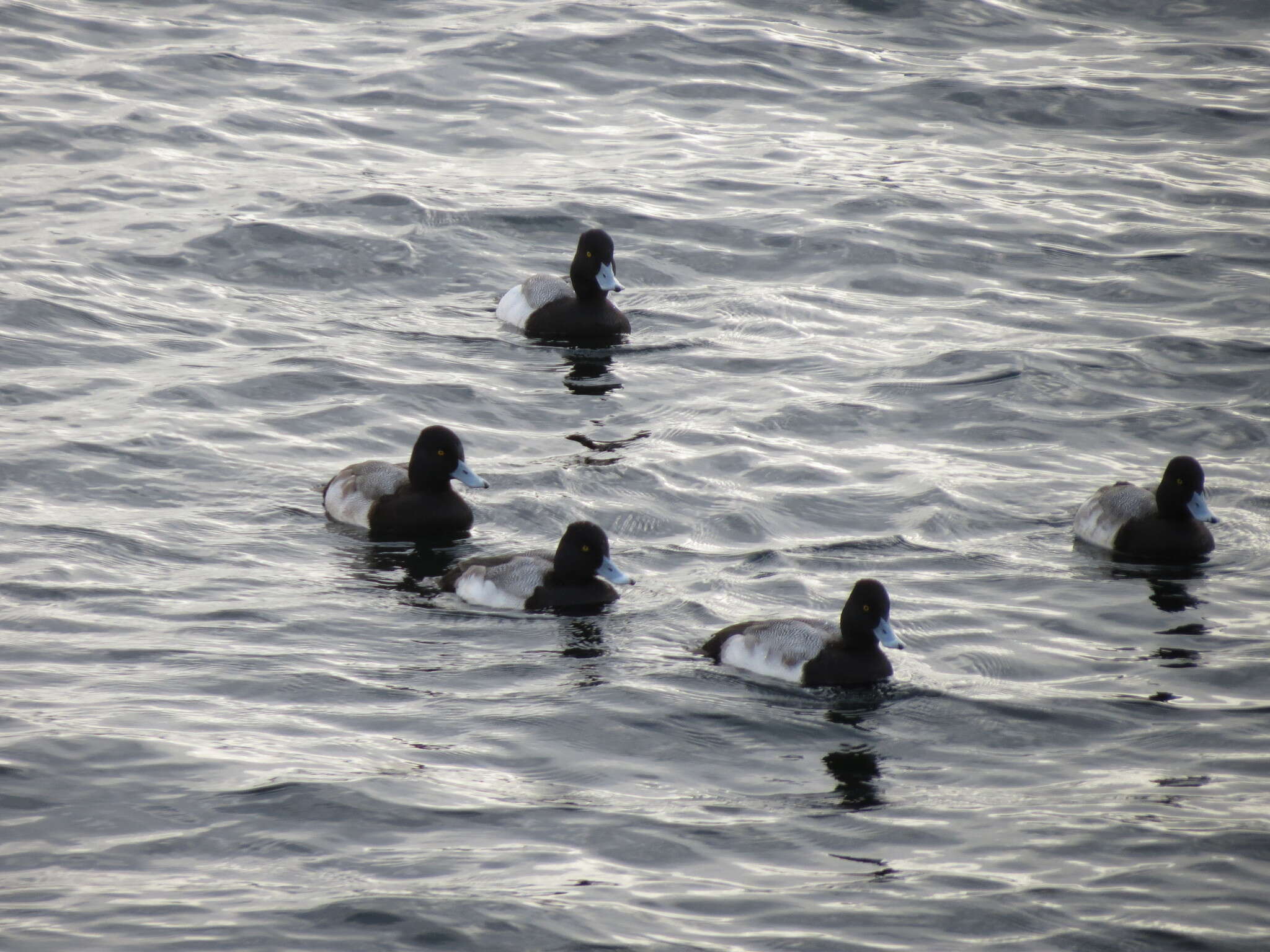 Image of Lesser Scaup