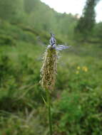 Image de Phyteuma persicifolium Hoppe