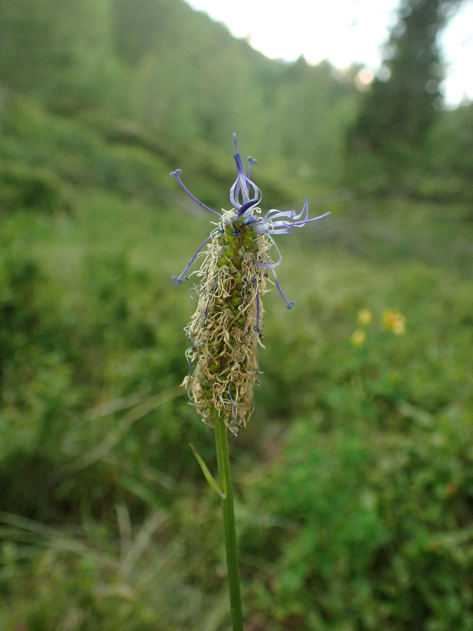 Image de Phyteuma persicifolium Hoppe