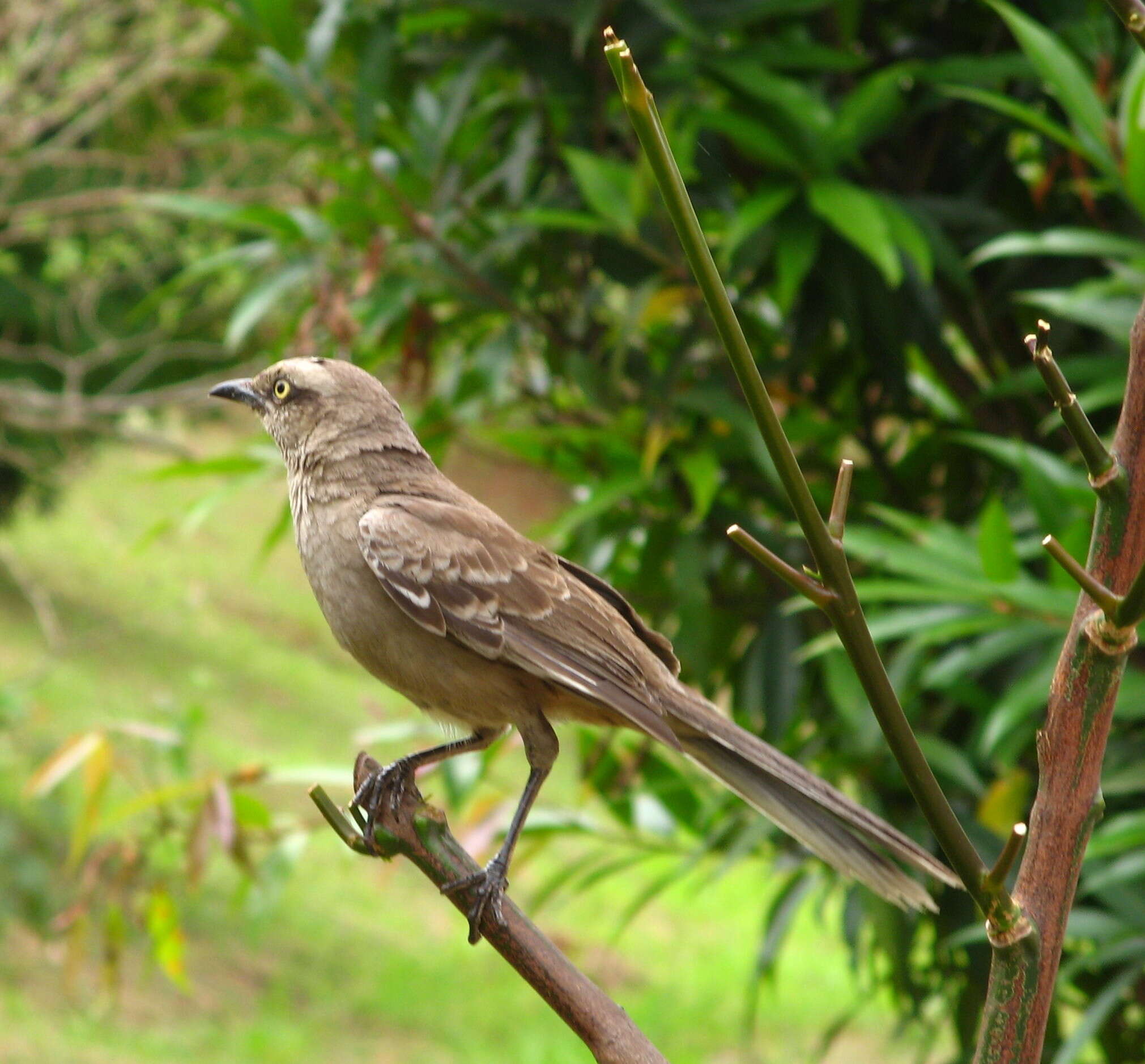 Image of Chalk-browed Mockingbird