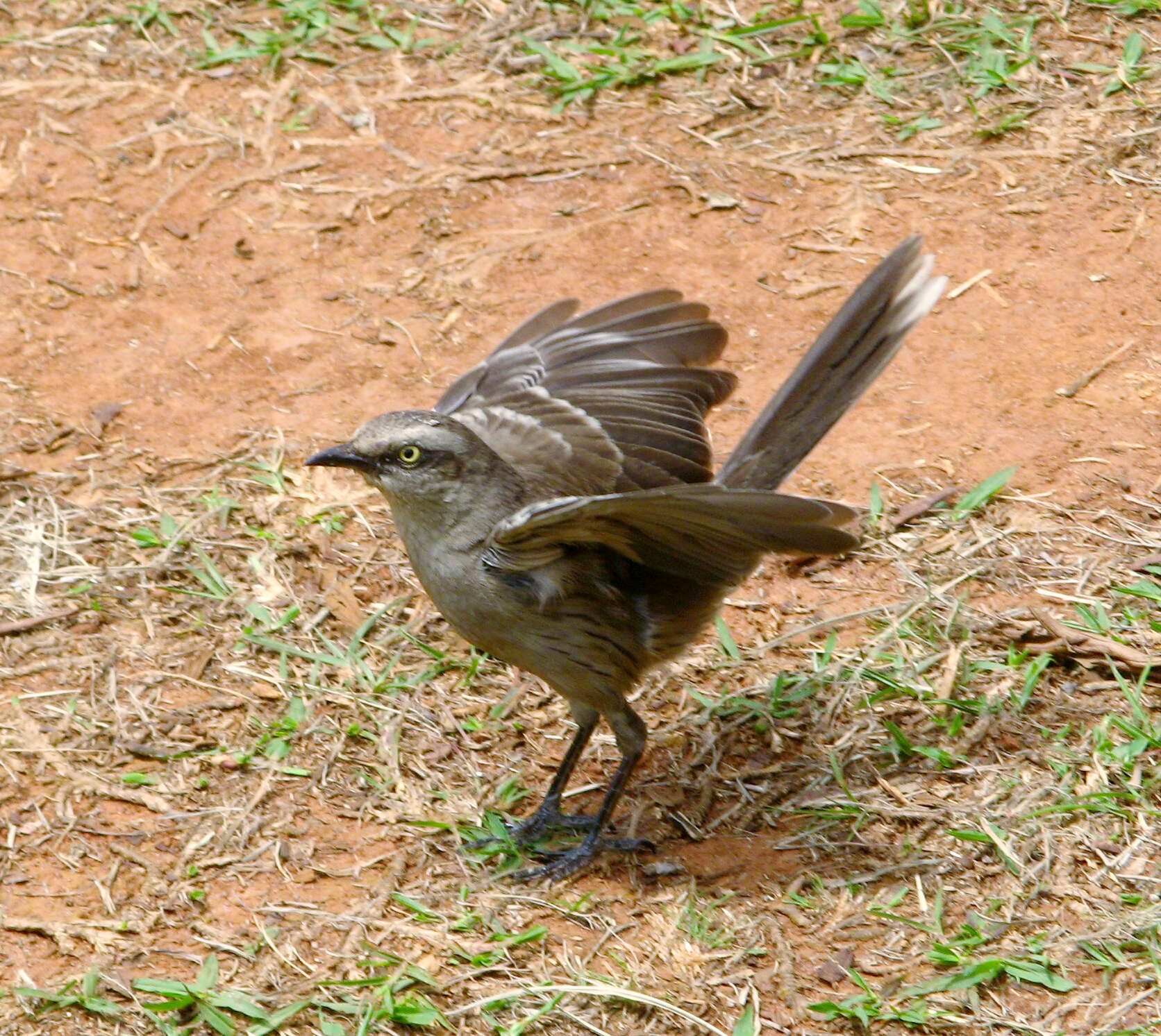 Image of Chalk-browed Mockingbird