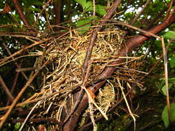 Image of Chalk-browed Mockingbird