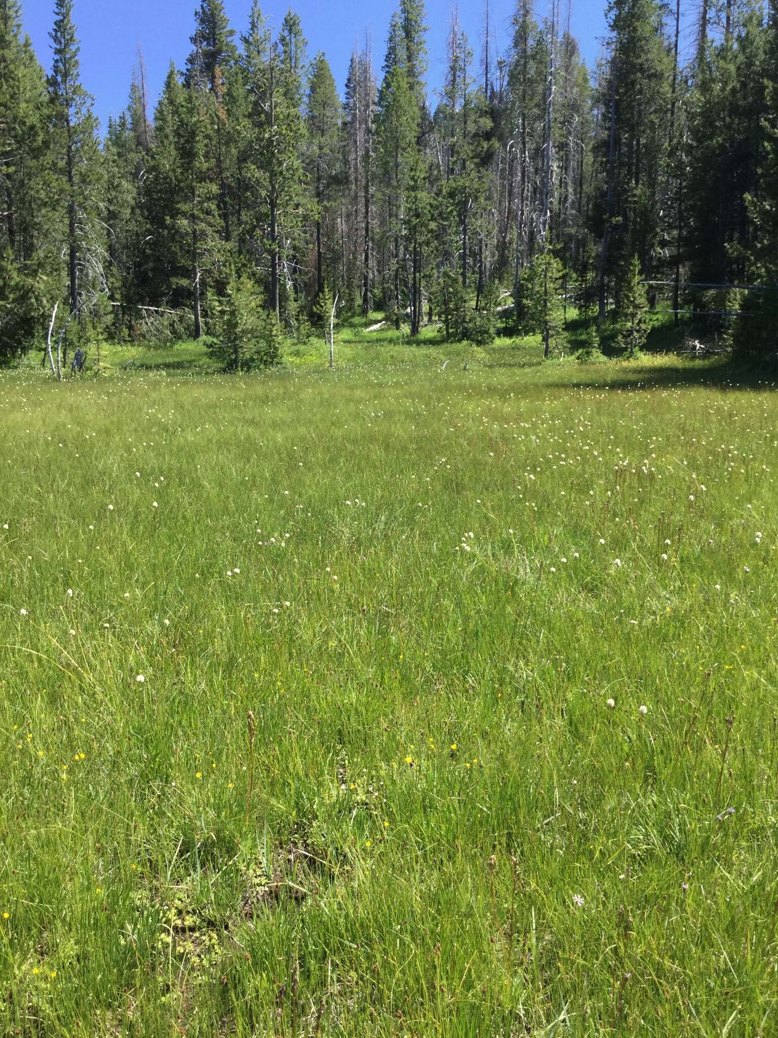 Image of Oregon Willowherb