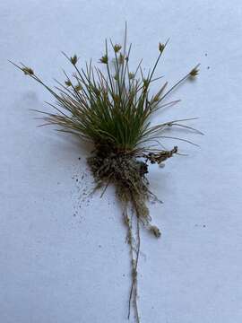 Image of watergrass