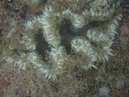 Image of beaded anemone