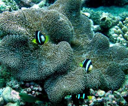 Image of merten's carpet anemone