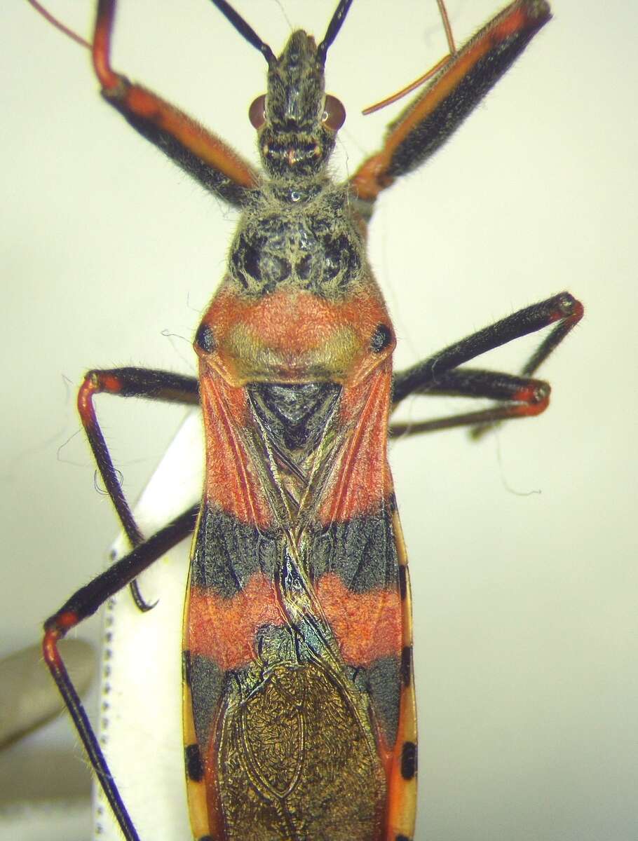 صورة Callistodema fasciata (Kolenati 1856)