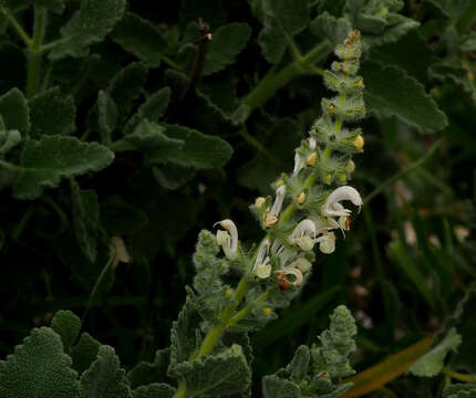 Sivun Salvia dominica L. kuva