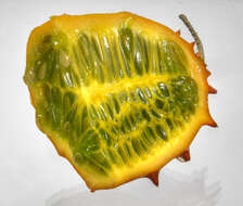 Image of African horned cucumber