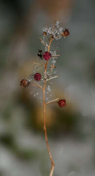 Image of lingonberry