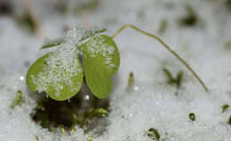 Imagem de Oxalis acetosella L.