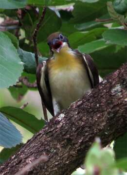 Image of Greater Honeyguide