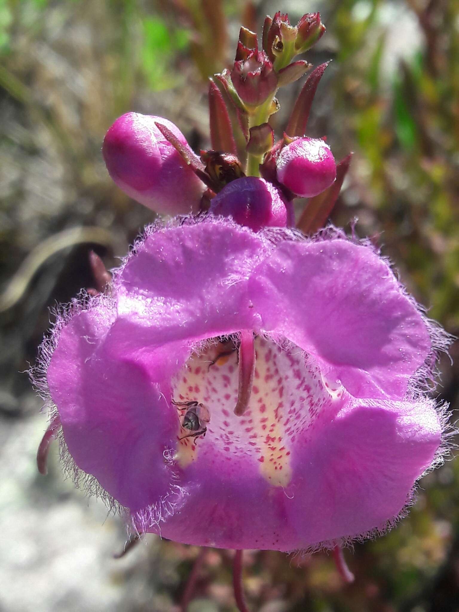 صورة Agalinis genistifolia (Cham. & Schltdl.) W. G. D' Arcy