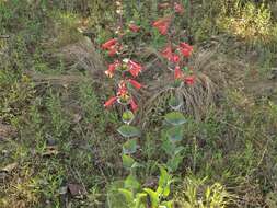 صورة Penstemon murrayanus Hook.