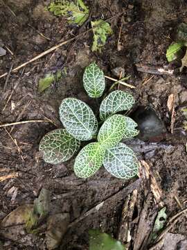 Fittonia albivenis (Lindl. ex Veitch) R. K. Brummitt resmi