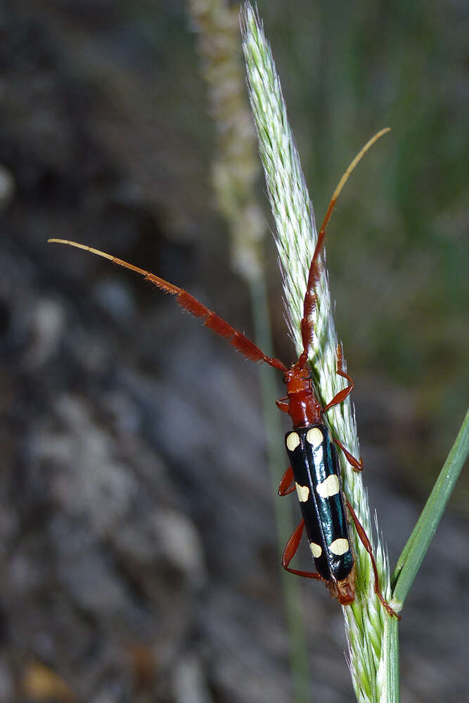 Image of Achenoderus octomaculatus (Fairmaire & Germain 1861)