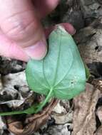 Imagem de Alocasia cucullata (Lour.) G. Don