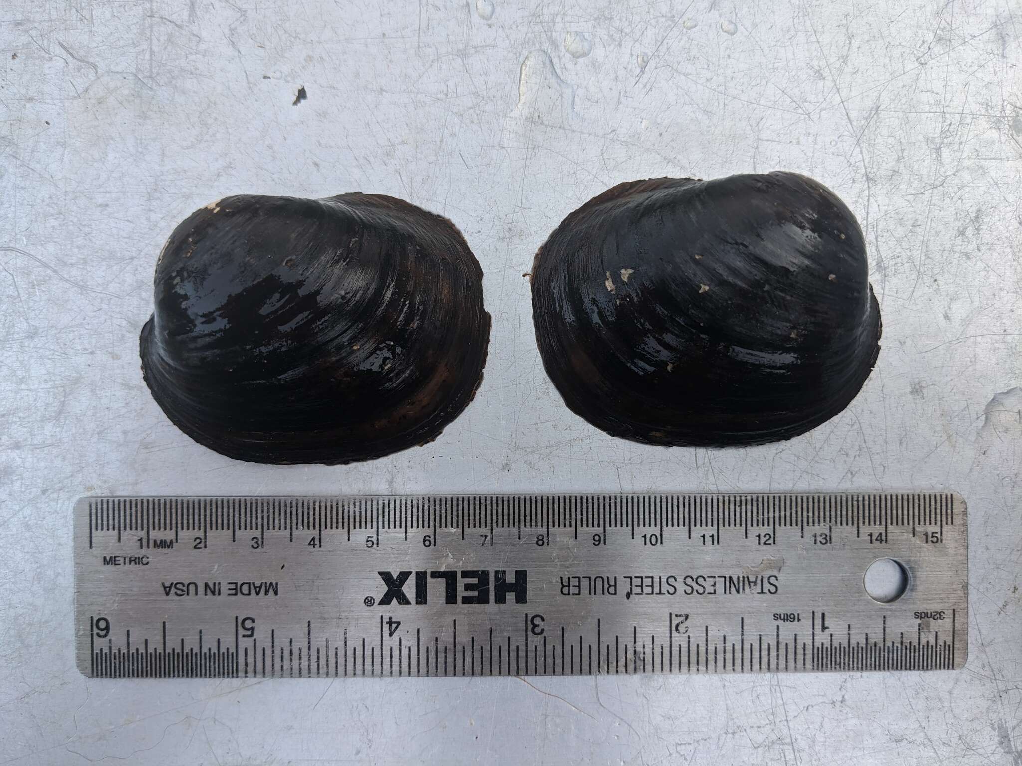 Image of Higgins' Eye Pearly Mussel