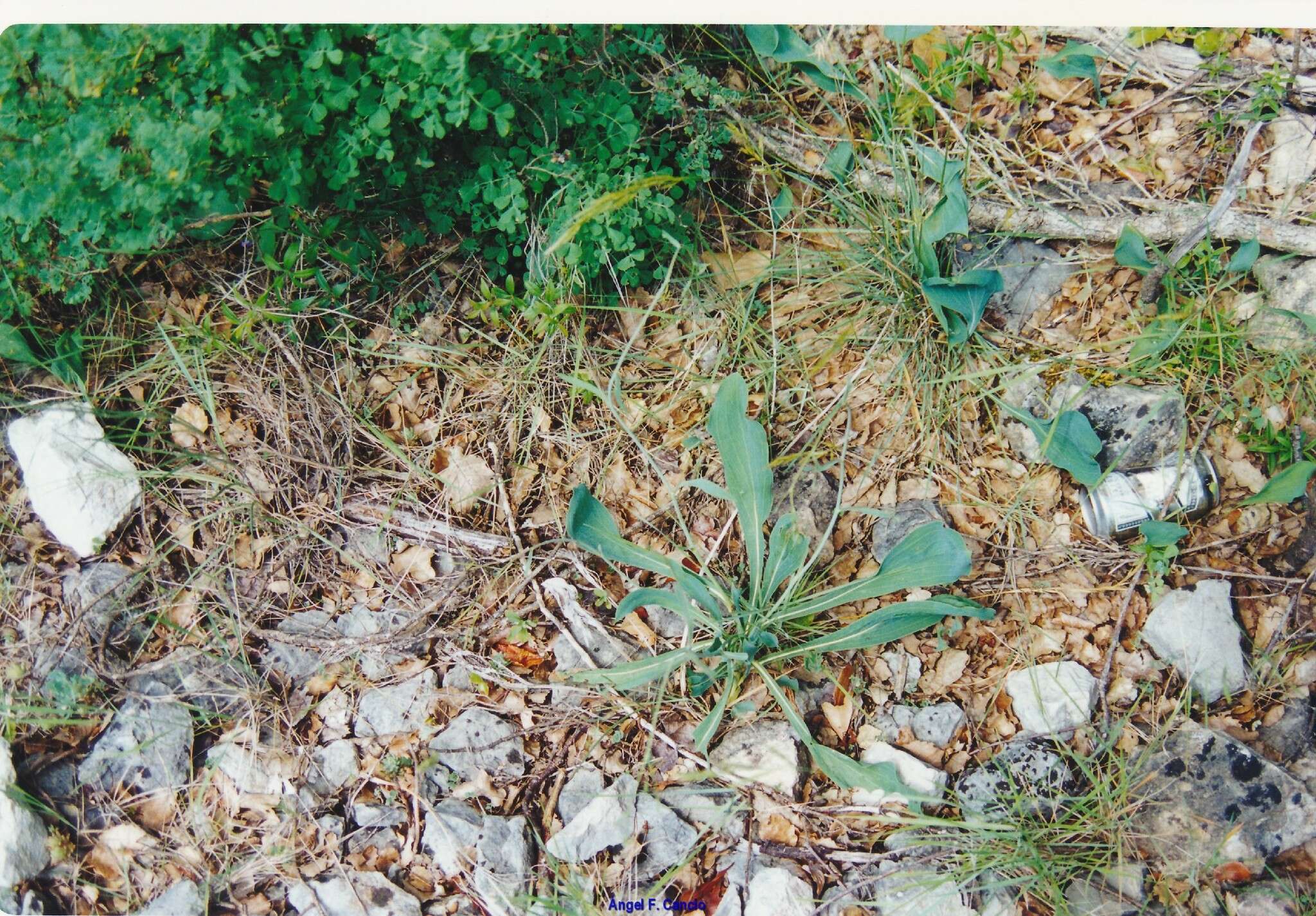 Image of Bupleurum rigidum L.