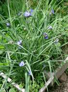 Слика од Tradescantia ohiensis Raf.