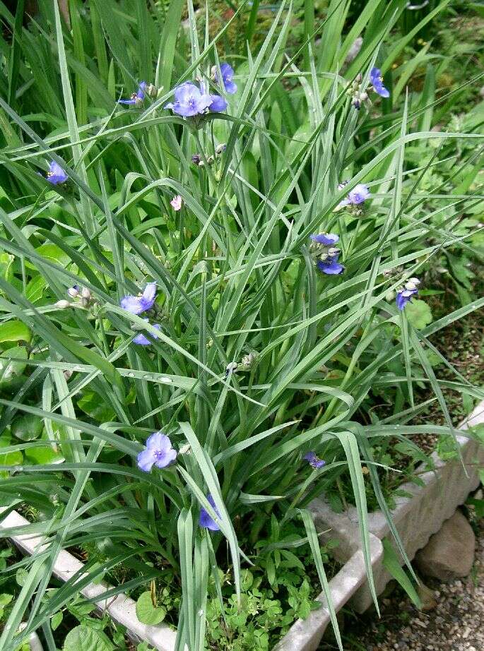 Слика од Tradescantia ohiensis Raf.