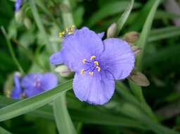 Слика од Tradescantia ohiensis Raf.