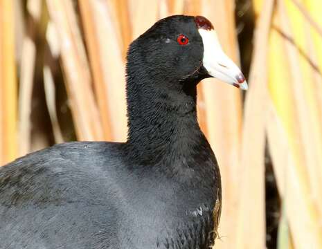 Image of North American Coot