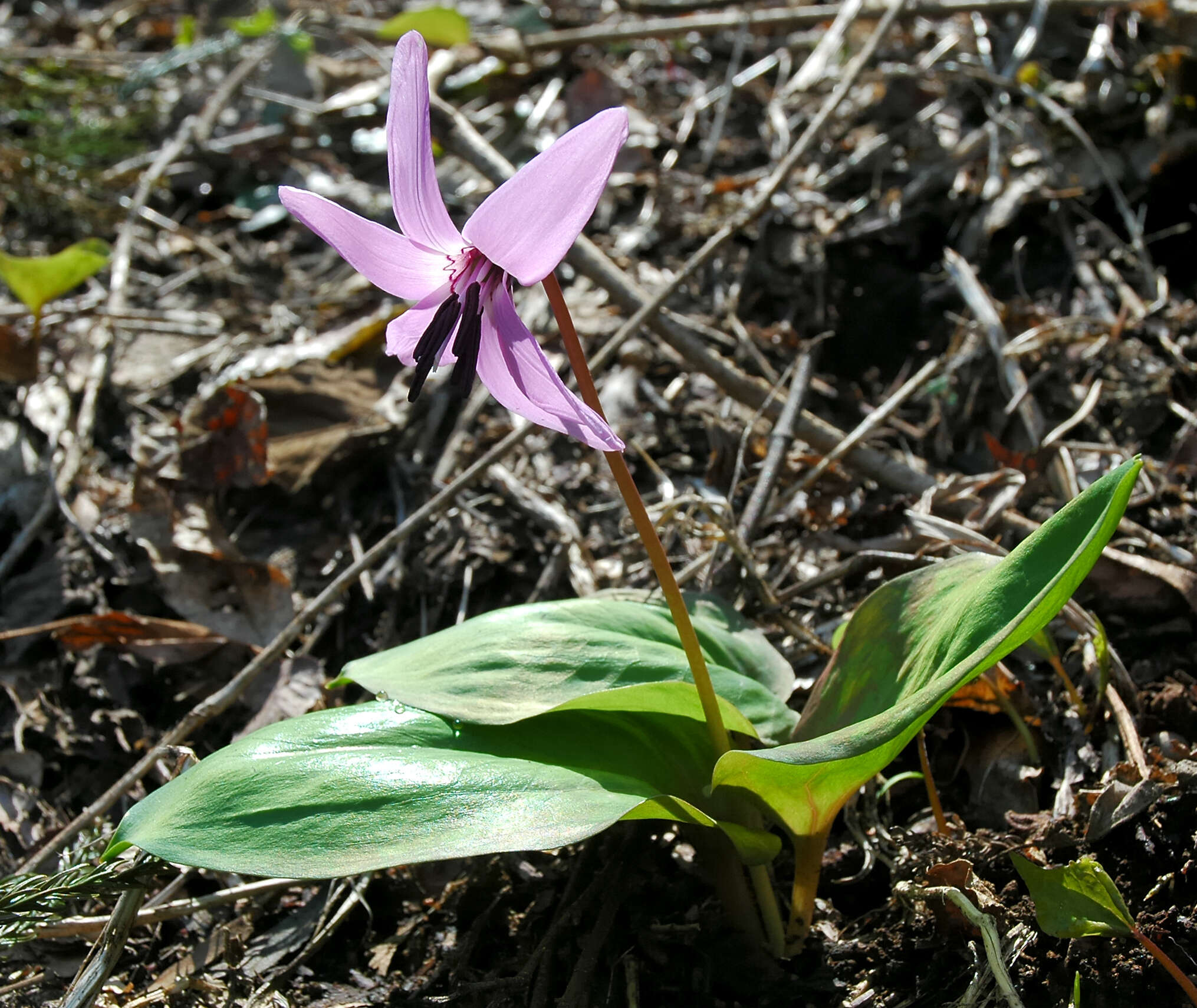 Image of Erythronium japonicum Decne.