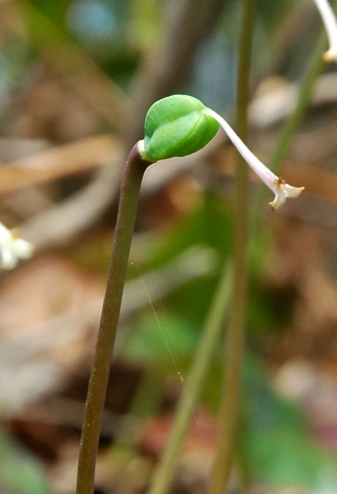 Image of Erythronium japonicum Decne.