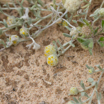 Image of Gnephosis eriocarpa (F. Müll.) Benth.