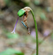 Image of Erythronium japonicum Decne.