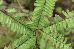 Image of Green Mountain maidenhair