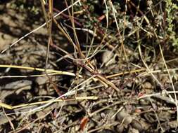 Image of Eragrostis obtusa Munro ex Ficalho & Hiern